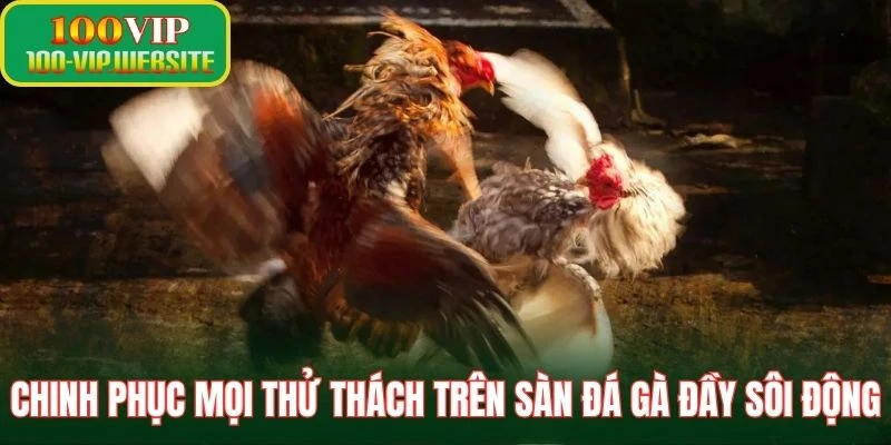 Chinh phục mọi thử thách trên sàn đá gà đầy sôi động